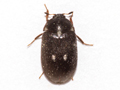 Attagenus pellio